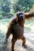 Orangutan, AMPV02P01_13