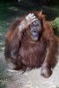 Orangutan, AMPV02P01_14