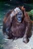 Orangutan, AMPV02P01_14B
