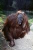 Orangutan, AMPV02P01_15