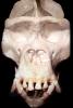 Monkey Skull, Eye Sockets, Teeth, AMPV02P01_16