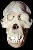Monkey Skull, Eye Sockets, Teeth, AMPV02P01_17