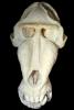 Mandrill Skull, Eye Sockets, Teeth, (Mandrillus sphinx), AMPV02P01_18