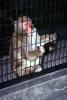 Caged Monkey, AMPV02P01_19