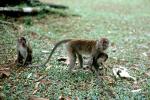 Baby Monkey, AMPV02P03_06
