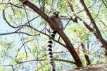 Ring Tailed Lemur, (Lemur catta), [Lemuridae], Maki, AMPV02P03_18