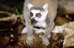 Ring Tailed Lemur, (Lemur catta), [Lemuridae], Maki, AMPV02P03_19