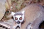 Ring Tailed Lemur, (Lemur catta), [Lemuridae], Maki, AMPV02P04_02