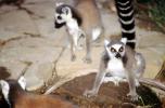 Ring Tailed Lemur, (Lemur catta), [Lemuridae], Maki, AMPV02P04_03