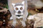 Ring Tailed Lemur, (Lemur catta), [Lemuridae], eyes, face, Maki, AMPV02P04_05