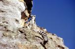 Ring Tailed Lemur, (Lemur catta), [Lemuridae], Maki, cliff, AMPV02P04_06