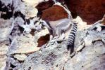 Ring Tailed Lemur, (Lemur catta), [Lemuridae], Maki, cliff, AMPV02P04_08