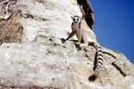 Ring Tailed Lemur, (Lemur catta), [Lemuridae], Maki, cliff, AMPV02P04_10