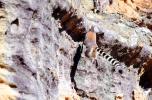 Ring Tailed Lemur, (Lemur catta), [Lemuridae], Maki, cliff, AMPV02P04_11