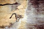 Ring Tailed Lemur, (Lemur catta), [Lemuridae], Maki, cliff, AMPV02P04_16