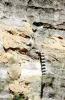 Ring Tailed Lemur, (Lemur catta), [Lemuridae], Maki, cliff, AMPV02P04_19