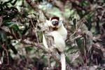Lemur, AMPV02P05_12