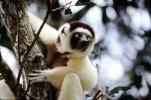 Lemur, AMPV02P05_14