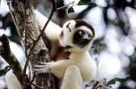 Lemur, AMPV02P05_15