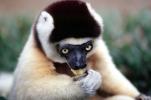 Lemur, AMPV02P05_16