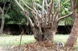 Lemurs in a Tree, AMPV02P05_18