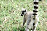 Ring Tailed Lemur, (Lemur catta), [Lemuridae], Maki, AMPV02P05_19