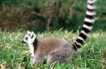 Ring Tailed Lemur, (Lemur catta), [Lemuridae], Maki