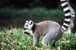 Ring Tailed Lemur, (Lemur catta), [Lemuridae], Maki, AMPV02P06_02