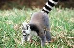 Ring Tailed Lemur, (Lemur catta), [Lemuridae], Maki, AMPV02P06_03