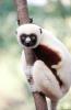Lemur hanging on a Tree, Eyes, AMPV02P06_10