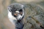 Lemur, AMPV02P07_05