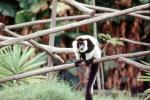 Lemur, AMPV02P07_11