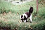 Lemur, AMPV02P07_12