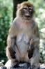 Female Monkey, AMPV02P08_03