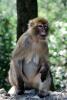 Female Monkey, AMPV02P08_04