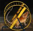 Mouse On An Exercise Wheel, Ratrace, AMRD01_001