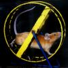 Mouse On An Exercise Wheel, Rat Race, Rat Tail, AMRD01_003