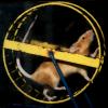 Mouse On An Exercise Wheel, Rat Race, Rat Tail, AMRD01_004