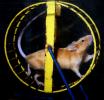 Mouse On An Exercise Wheel, Rat Race, Rat Tail, AMRD01_005