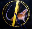 Mouse On An Exercise Wheel, Rat Race, Rat Tail, AMRD01_006
