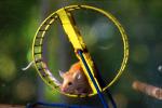 Mouse On An Exercise Wheel, Rat Race, Rat Tail, AMRD01_007