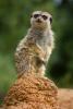 Meerkat (Suricata suricatta), suricate, small mongoose, burrow, AMRD01_013