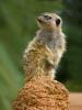 Meerkat (Suricata suricatta), suricate, small mongoose, burrow, AMRD01_014