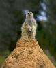 Meerkat (Suricata suricatta), suricate, small mongoose, burrow, AMRD01_015