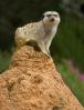 Meerkat (Suricata suricatta), suricate, small mongoose, burrow