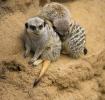 Meerkat (Suricata suricatta), suricate, small mongoose, burrow, AMRD01_017