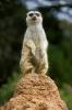 Meerkat (Suricata suricatta), suricate, small mongoose, burrow, AMRD01_018