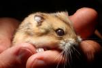 Furball, Hamster in Hands, whiskers, eyes, ears, cute, furry, fur, coat, AMRD01_021