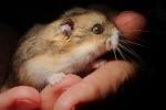 Hamster in Hands, whiskers, eyes, ears, cute, furry, fur, coat, AMRD01_022