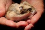 Hamster in Hands, whiskers, eyes, ears, cute, furry, fur, coat, AMRD01_023